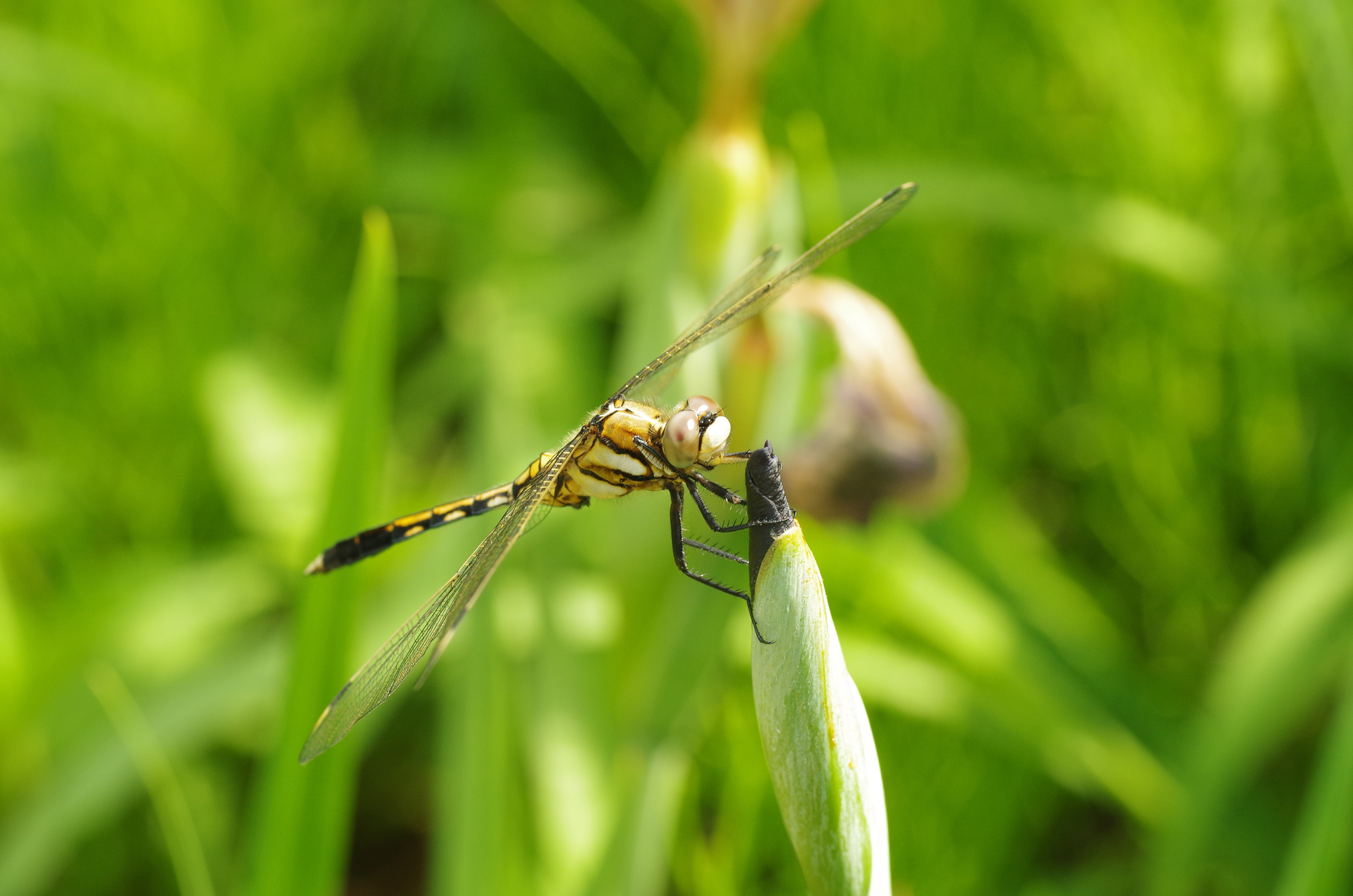Dragonfly (in the countryside of Japan)